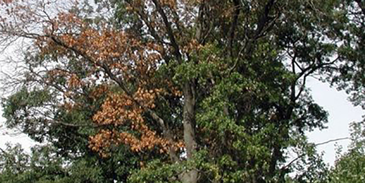 Oak tree with Oak Wilt